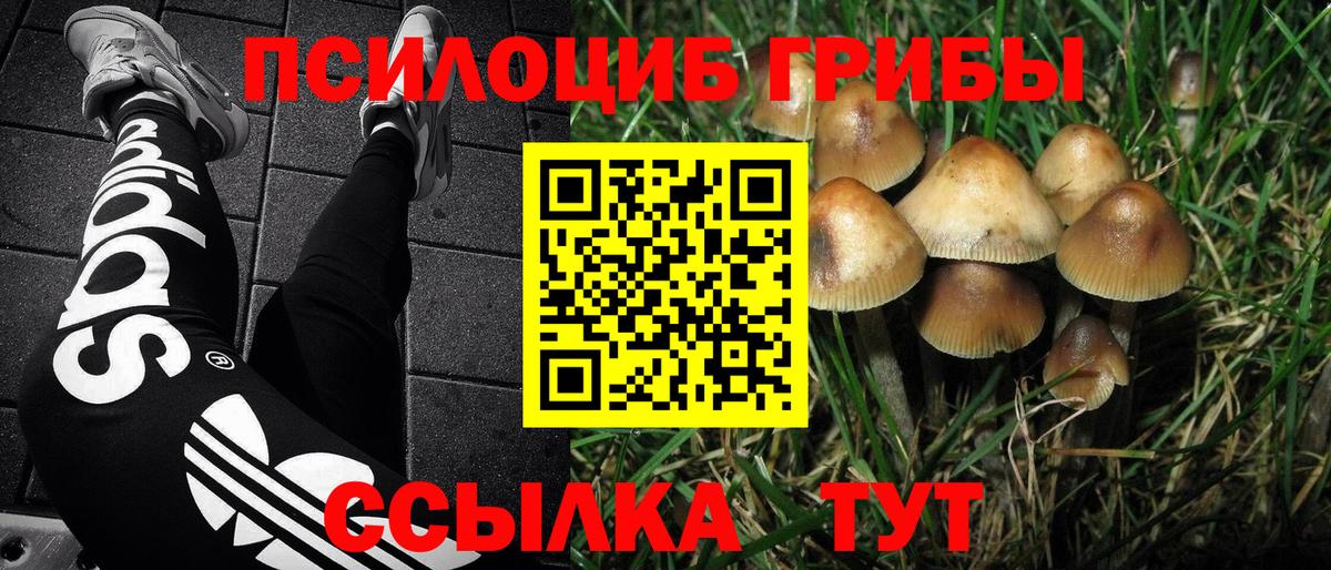 Псилоцибиновые грибы Psilocybe  Вход с VPN  Рославль 